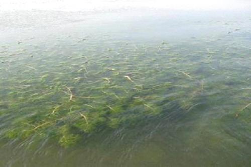 深圳水質(zhì)檢測機構 深圳水質(zhì)檢測機構